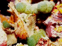 Leaf fish taken in North Male Atoll, Maldives. Nothing ca... by Federica Bedei 